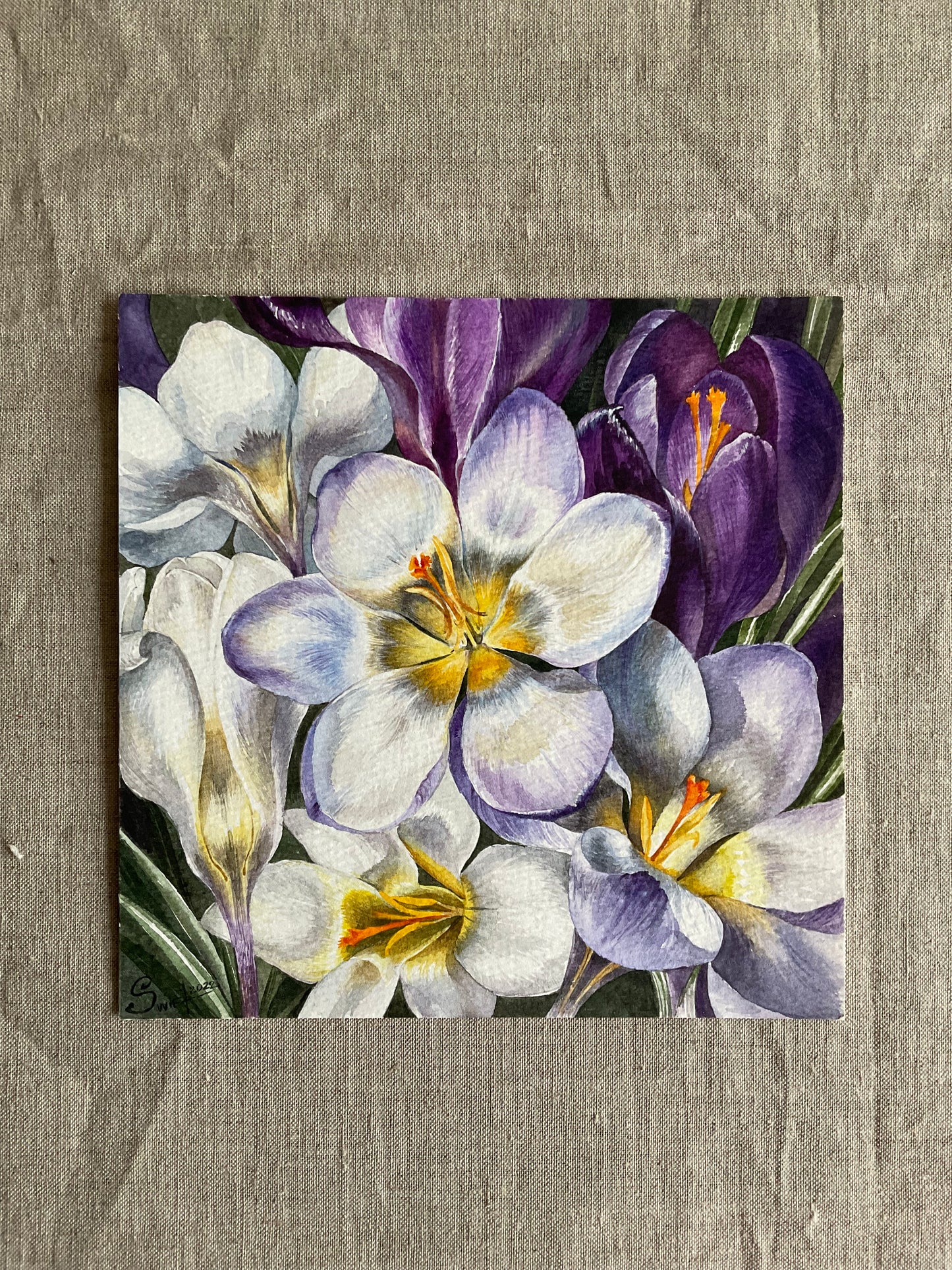 Crocuses