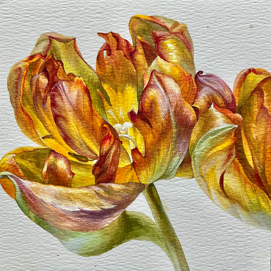Honey Tulips