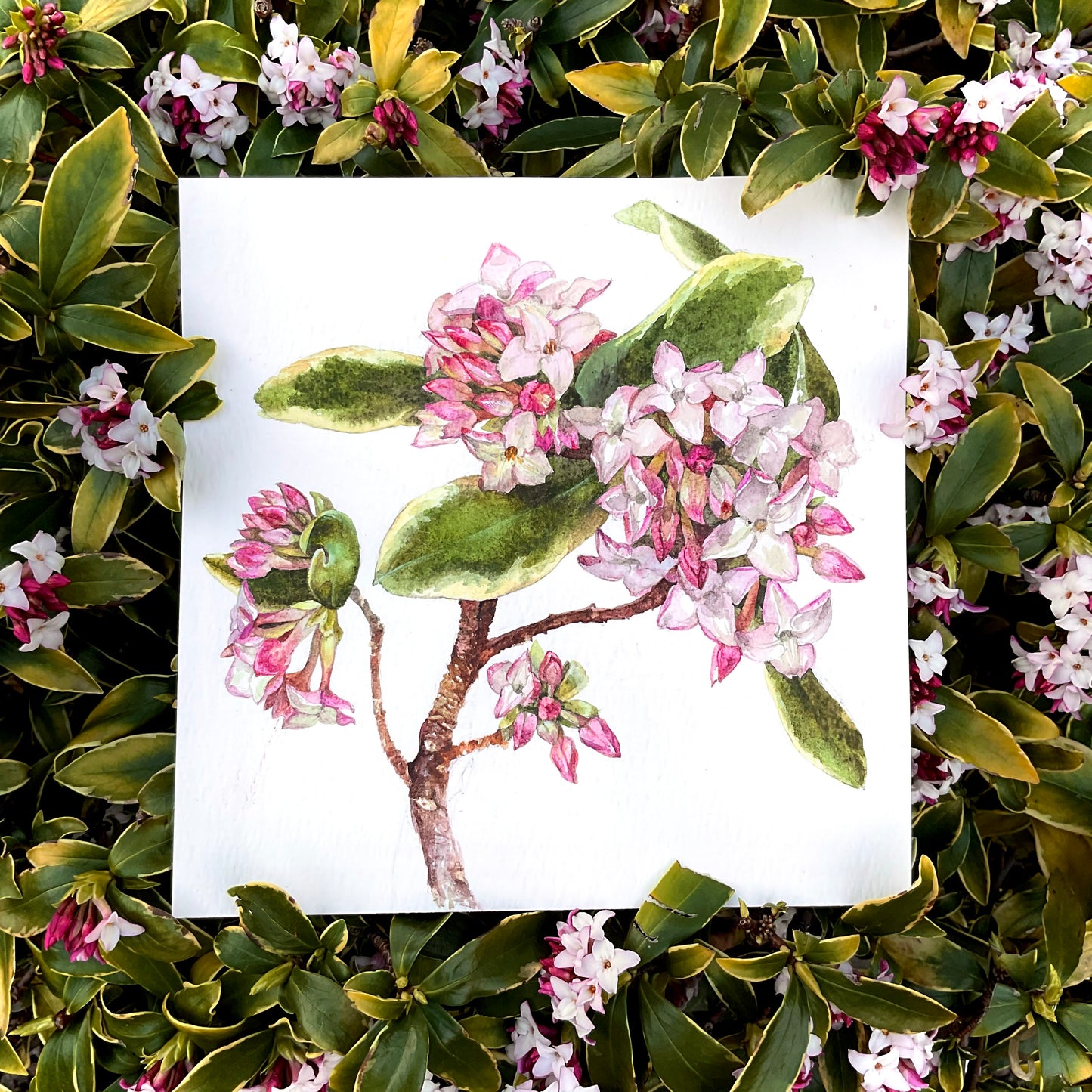 Spring Fragrance