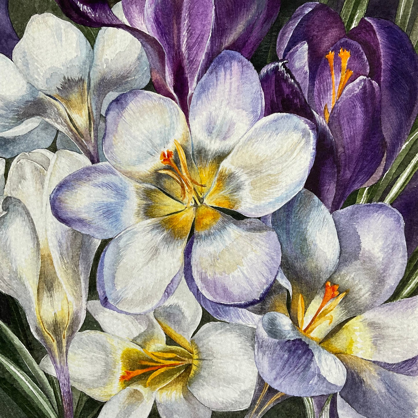Crocuses