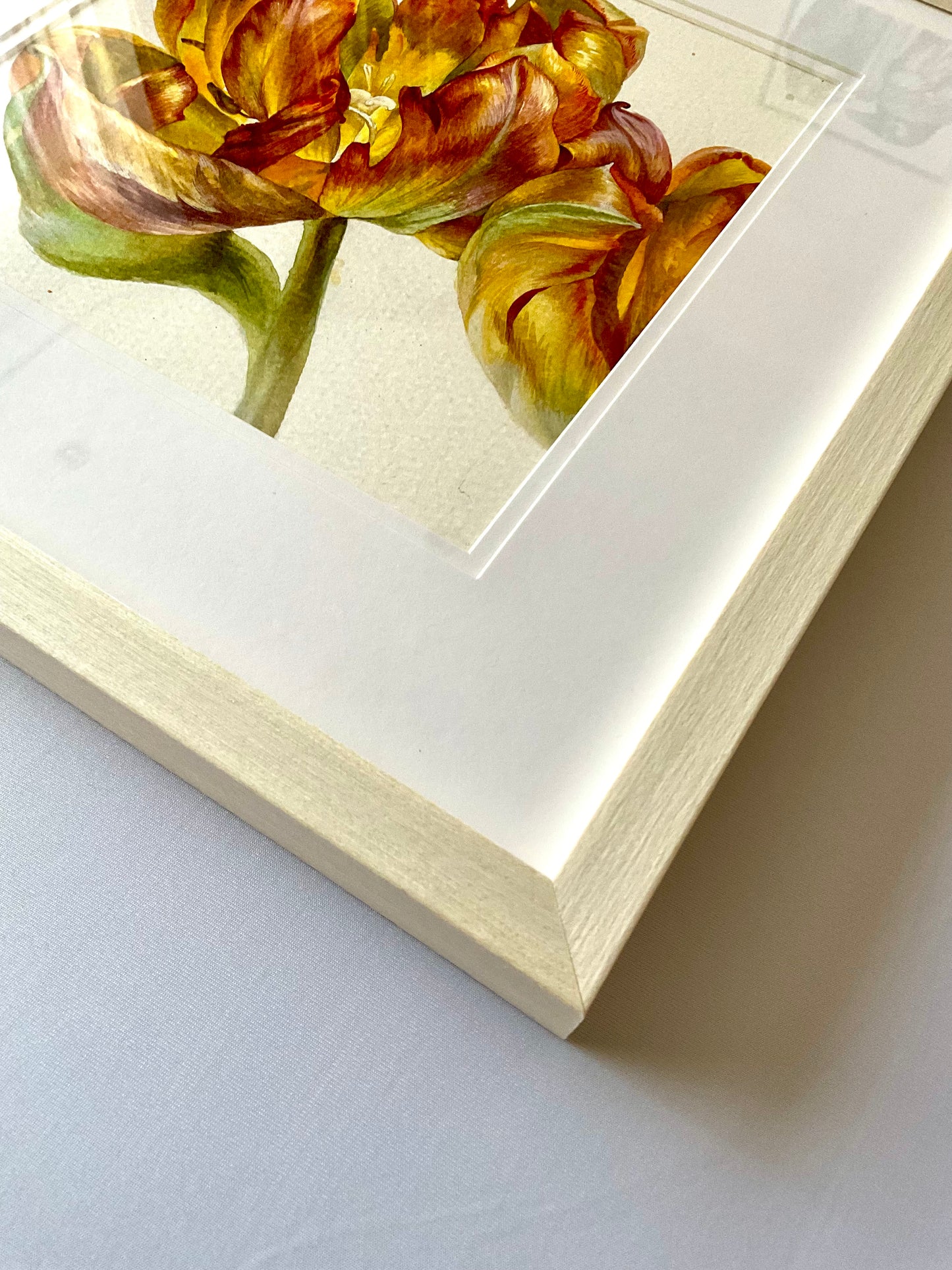 Honey Tulips