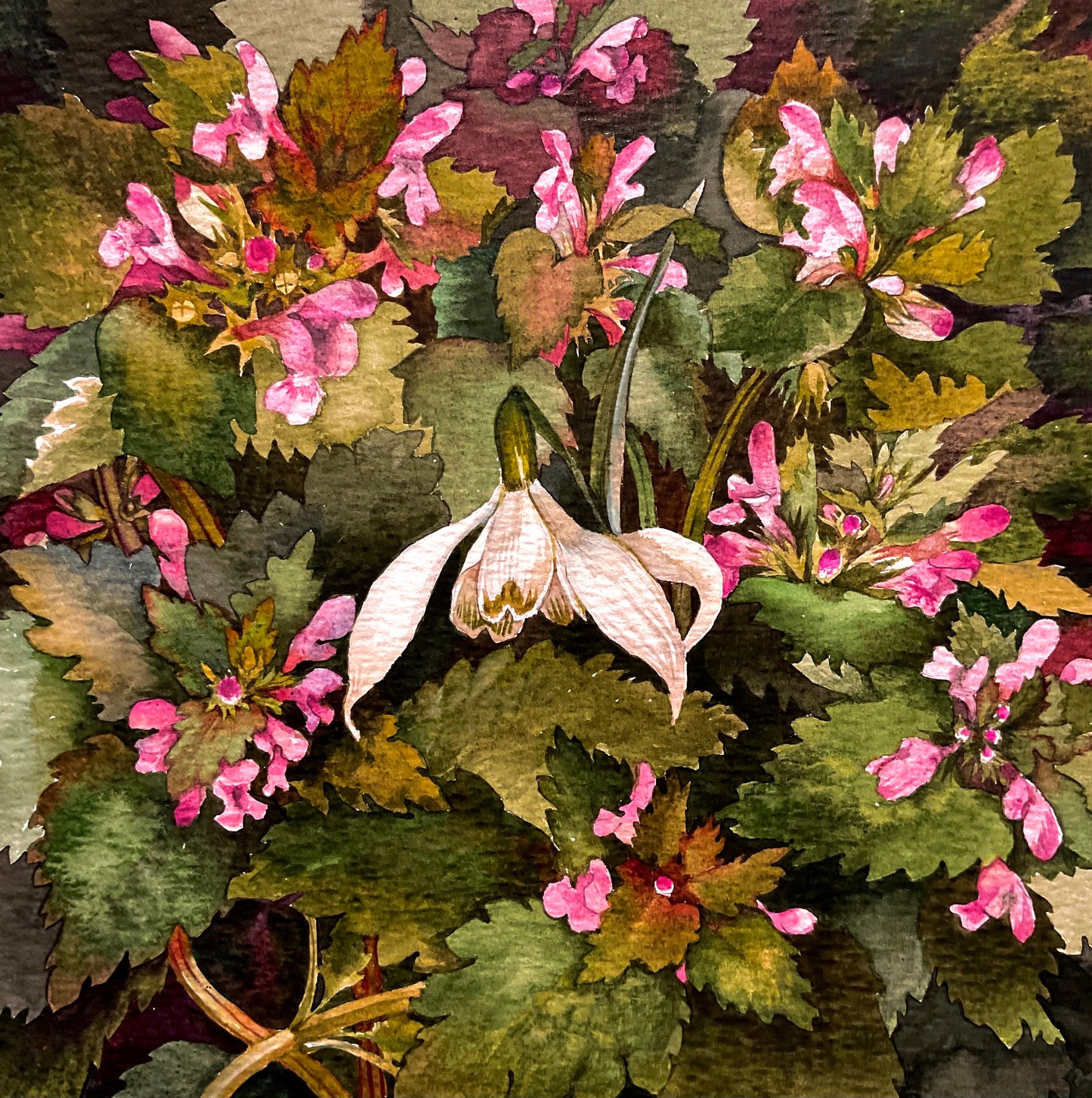 The last Snowdrop