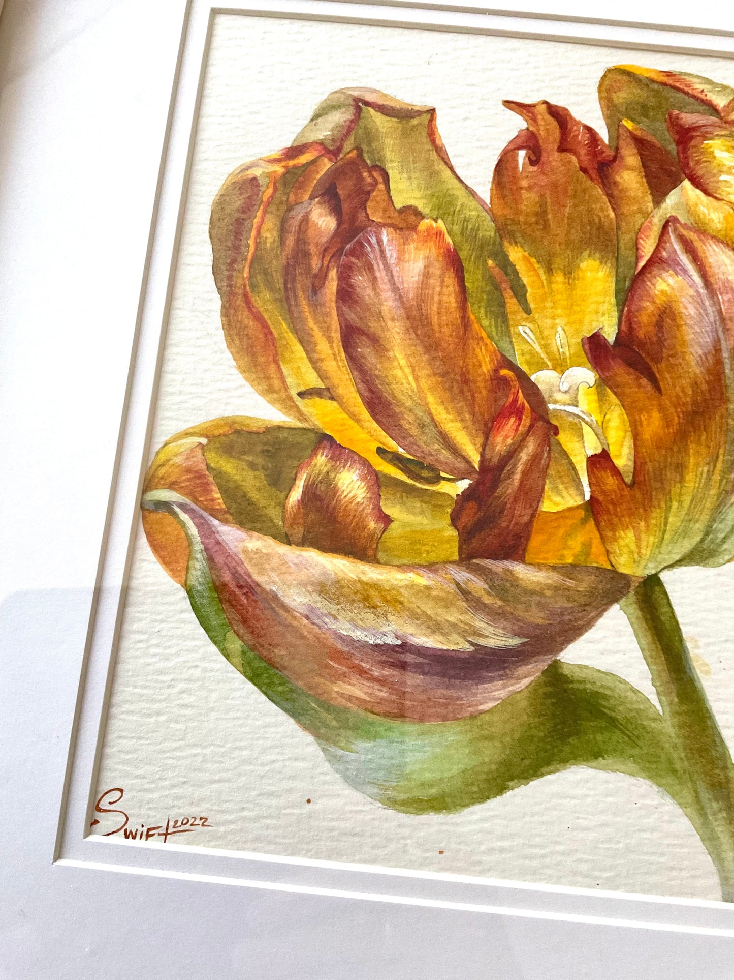 Honey Tulips