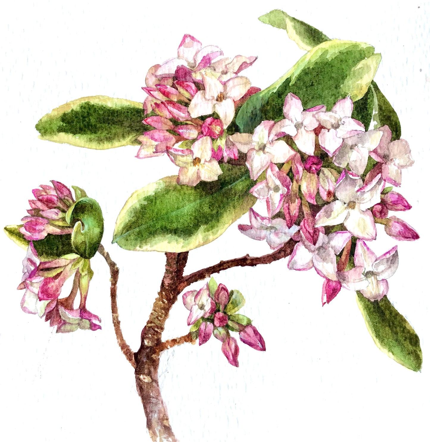 Spring Fragrance
