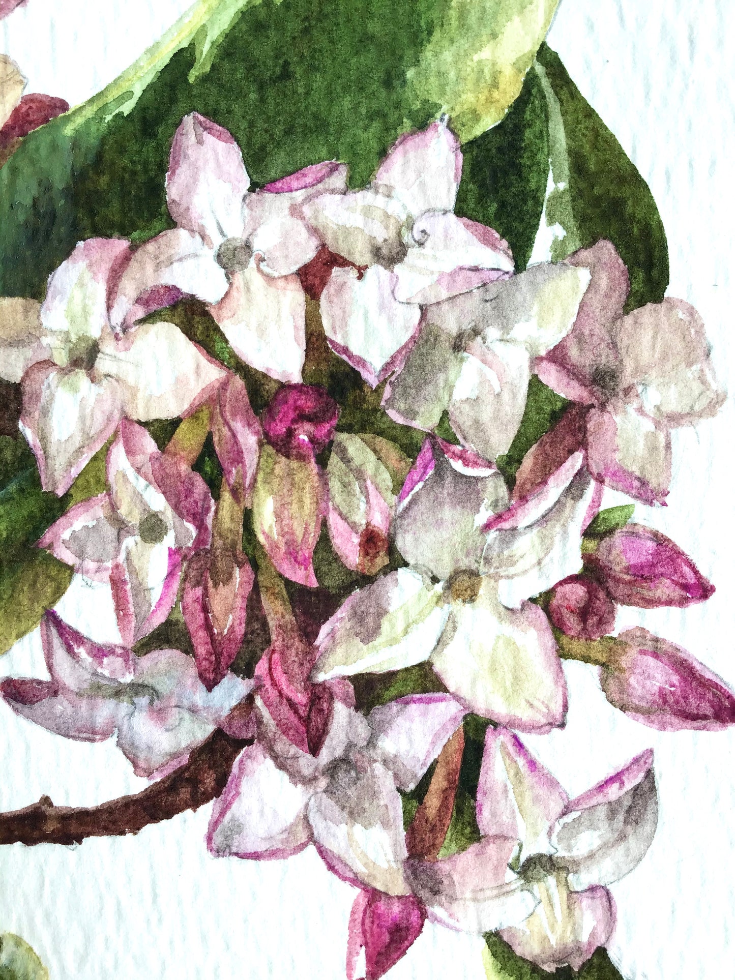 Spring Fragrance