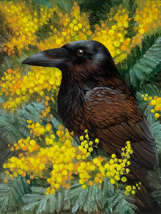 Mimosa in full bloom